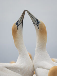 Australasian Gannet Pair, Kelly Munro, Honours