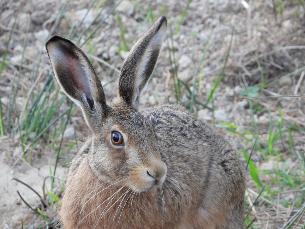 Mr Hare - looking at you, Alan Kneebone, Honours