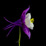 Aquilegia Vulgaris - Destina Munro - Merit