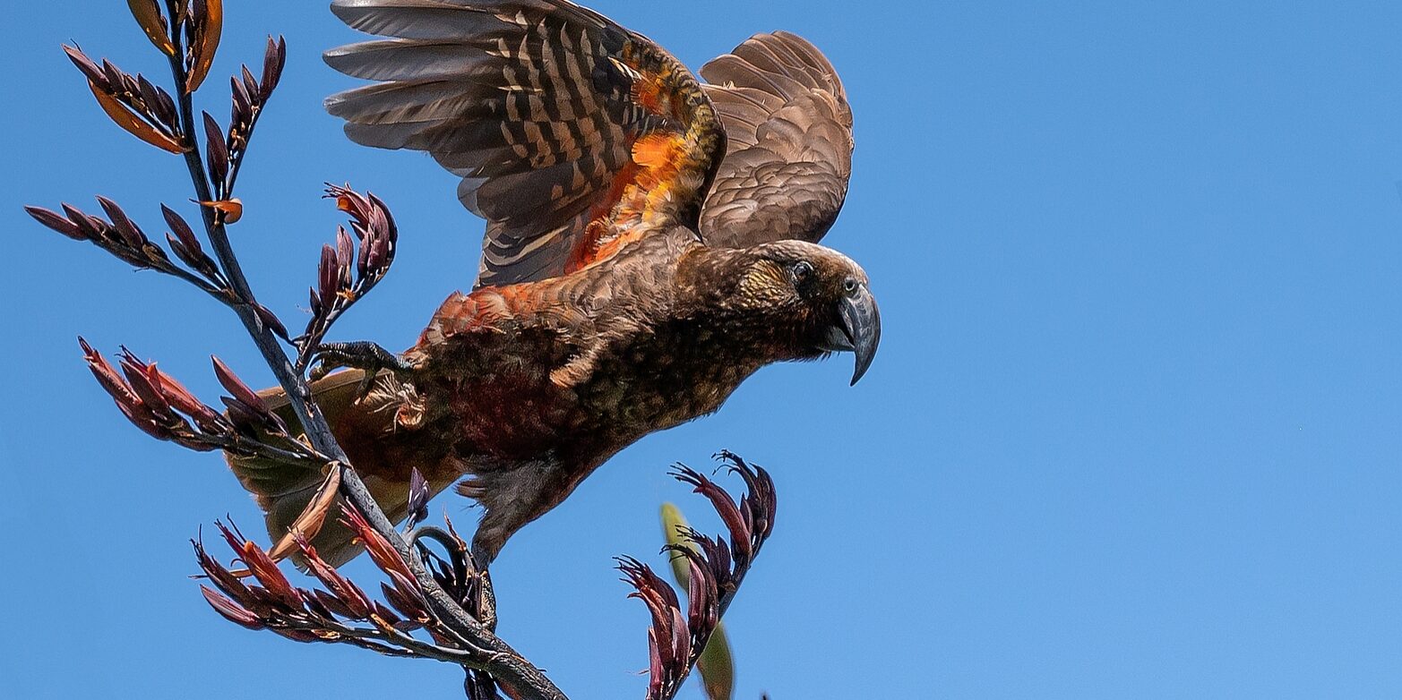  Kaka on Aotea - Bill Anderson - Honours