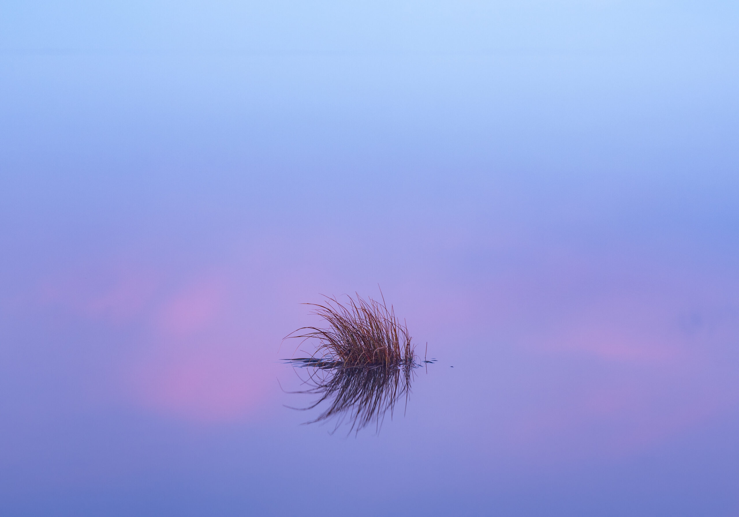 Flax reflections - Brent Higham - Honours