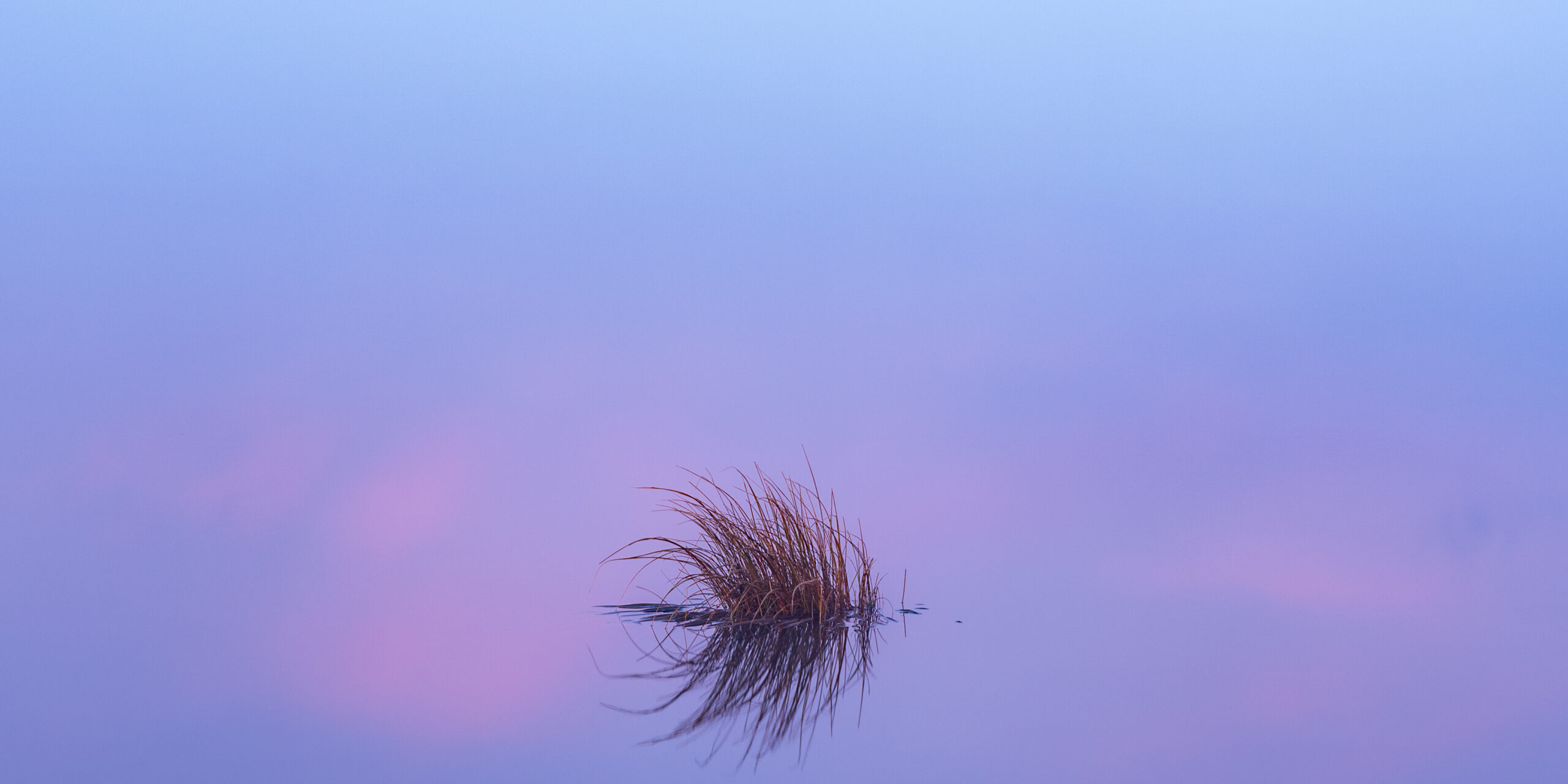 Flax reflections - Brent Higham - Honours